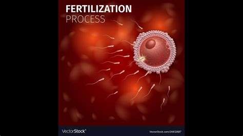 General Embryologyfertilization Event Of First Week Youtube