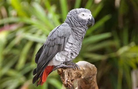 How Much Does A Talking Parrot Cost Updated In 2024