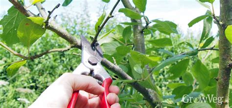 Keep Plum Trees Healthy And Productive With Summer Pruning