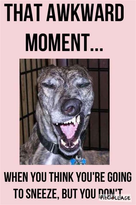 That Awkward Moment When Dog Quotes Funny Awkward Moments Funny