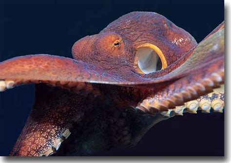 Hi Day Octopus 1