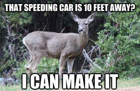 Hit A Deer Funny Deer Hunting Humor Funny Hunting Pics