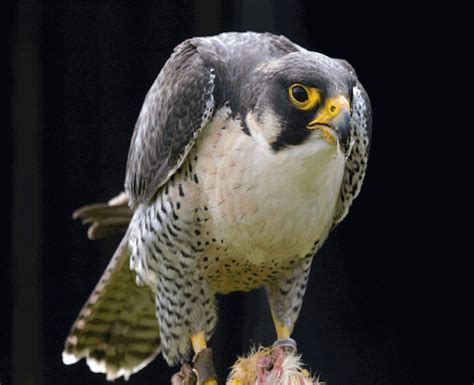 Birds Of Prey Peregrine Falcon