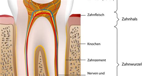 Vergleicht man die kosten für eine zahnspangen behandlung zwischen österreich und ungarn sind die ungarischen preise in der regel etwas günstiger. Aufbau und Anatomie des Zahnes