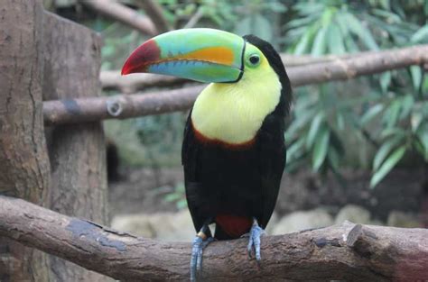 Toucan Facts And Information For Kids With Pictures And Video