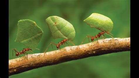Ants can contaminate food with bacteria, damage structures by hollowing out wood for nesting (structural damage is very specific to carpenter ants), and can inflict a painful sting (fire ants). See How to Ant collect Food | Life in an Ant Colony ...