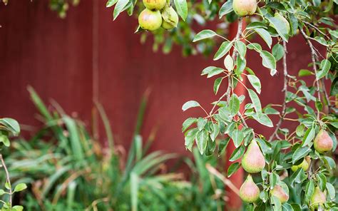 Maybe you would like to learn more about one of these? 15 best trees for small gardens: Beautiful small trees