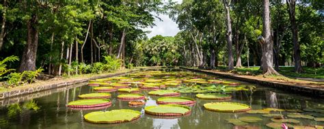El Jardín de Pamplemousses - Isla Mauricio