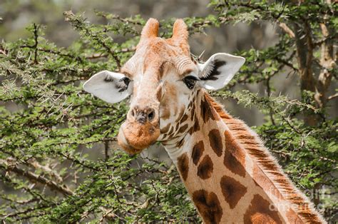 Giraffe Eating Acacia Leaves Photograph By Jacques Jacobsz Fine Art