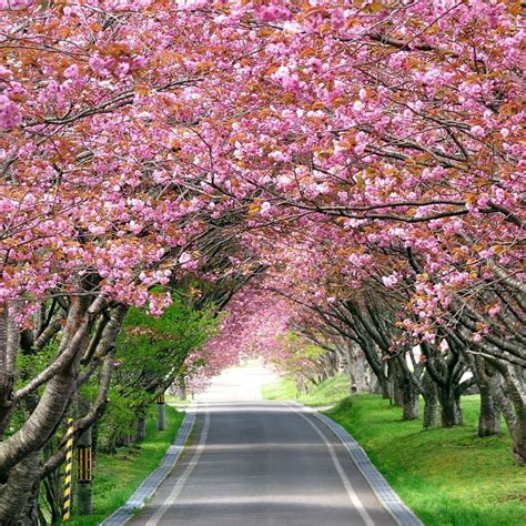 10 Best Cherry Blossom Wallpaper Desktop Full Hd 1920×1080 For Pc