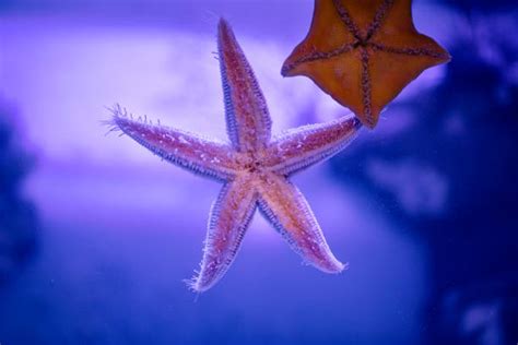 Are Starfish Poisonous Stock Photos Pictures And Royalty Free Images