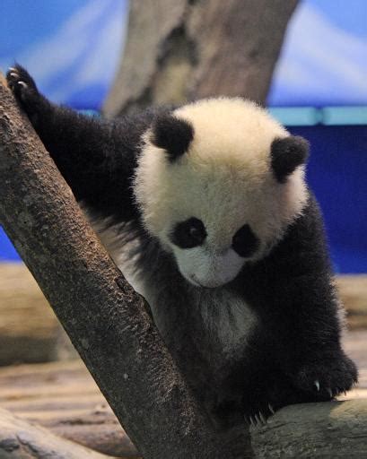 First Taiwan Born Panda To Be Unveiled To Public