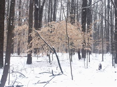 Bensozia In The Snowy Woods