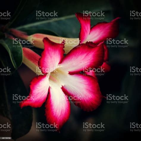 Desert Rose Flowers Stock Photo Download Image Now Adenium Obesum