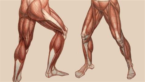 Anatomía De Los Músculos De Las Piernas Fitness