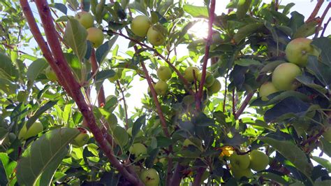 12 Low Maintenance Fruit Trees Texas That Are Easy To Grow Fruits