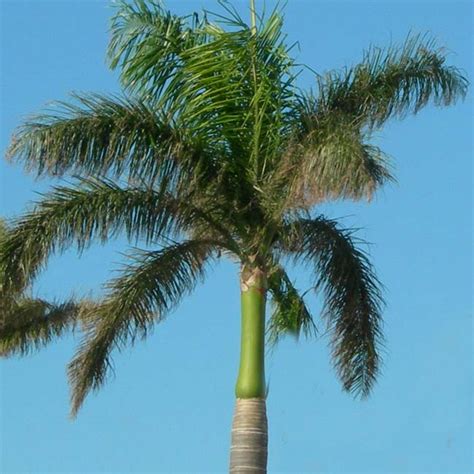 Roystonea Regia 10 Seeds Royal Palm Tree