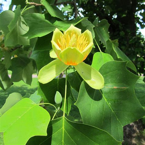 Liriodendron Tulipifera Fast Growing Trees With Showy Flowers