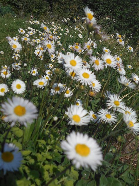 Esistono diversi tipi di narciso coltivazione, infatti i bulbi possono generare fiori gialli nelle varietà selvatiche mentre quelli. Raccontare un paese: fiori spontanei: margherite d'autunno ...