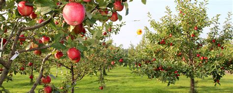 If is a small tree planted in a sheltered garden location then you might not need to stake but otherwise it is a necessity because it prevents wind rock. Bare Root Fruit Trees | Apples | Dwarf, Semi-Dwarf, Std