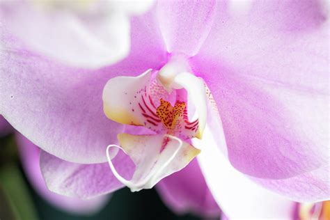 Pink Phalaenopsis Orchid Photograph By Elena Seychelles Pixels