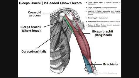 Anterior Arm Compartment Biceps Brachii Brachialis