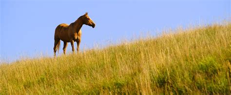 Horses Grazing On Hillside With Blue Sky And Clouds Stock Photo Image
