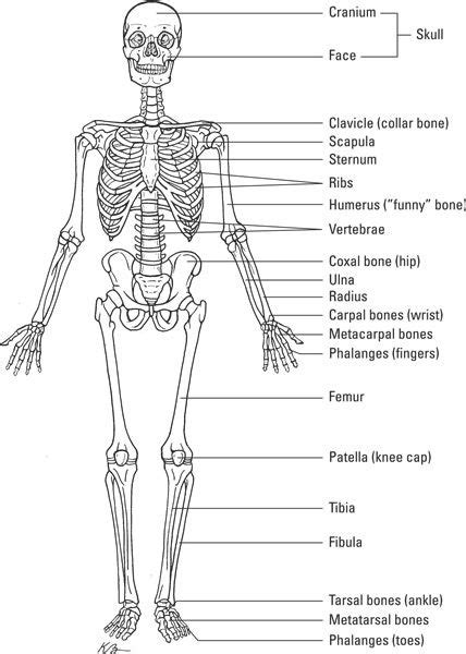 Learn About The Human Skeletal System—about Osteology The Study Of