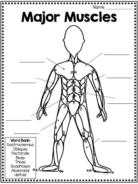 Muscles Diagram Label The Major Muscles Of The Body Muscular System