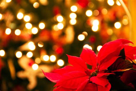 Why Poinsettias Are The Official Christmas Flower Trusted Since 1922