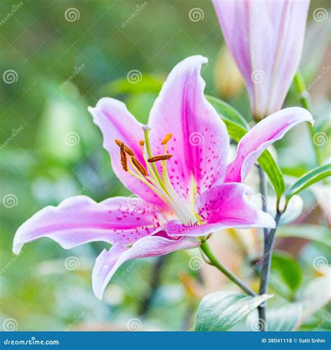 Pink Lily Flowers Stock Photo Image Of Elegant Closeup 38041118