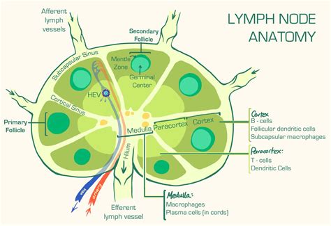 Dog Anatomy Lymph Nodes