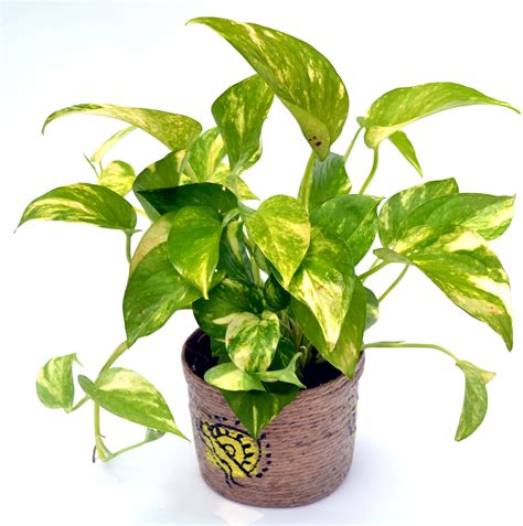 Braided money trees are actually multiple plants that have had their trunks woven together during growth, while they're flexible. Buy Money Plant Hybrid online - Flaberry.com