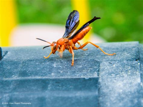 Ester Rogers Photography Louisiana Red Wasp