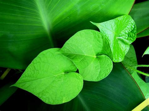Plant With Heart Shaped Leaves 5 Amazing Varieties