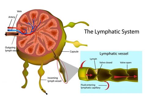 Lymphatic System Diagram Unlabeled