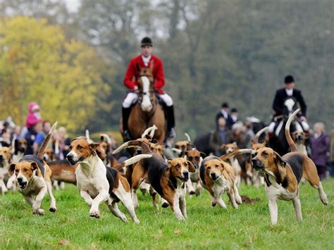 Labour Quietly Targeting Tories Over Fox Hunting With Facebook Ad