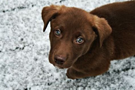 Akc chocolate lab puppies, adams, wisconsin. green eyed chocolate lab puppy | Lab puppies, Chocolate ...