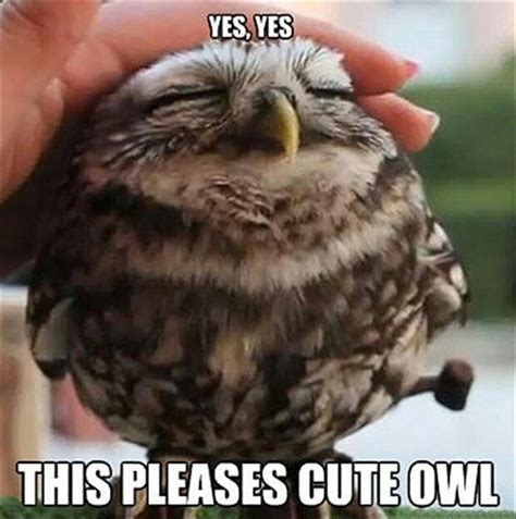 Yes Yes This Pleases Cute Owl Meme Owl Memes Pinterest Search