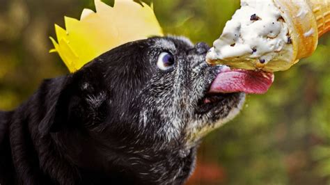 Dogs Eating Ice Cream 112 Youtube