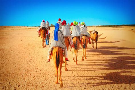 Sahara Desert Stock Photo Image Of Dromedary Extreme 34319968