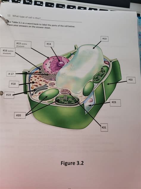 Plant Cell Diagram Quizlet