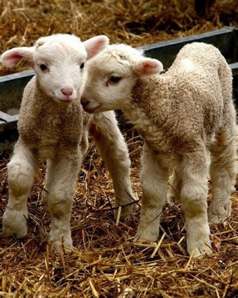 Cute Little Baby Lambs Ever So Precious Pinterest
