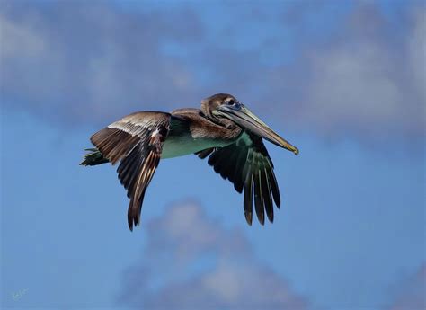 Pelican Flight Photograph By Rick Lawler Fine Art America