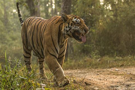 Tiger Safari In India Wildlife Tiger Safari Tour Packages