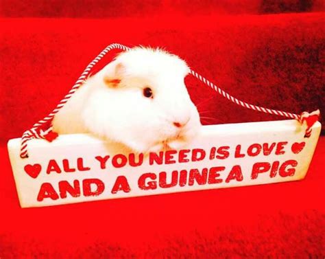 Or More Than One Pig As Seen In A Guinea Pig Group On Facebook