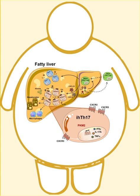 Cell Metabolism How To Prevent Liver Damage Caused By Obesity