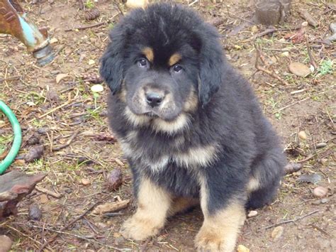 Strong and powerful, the mastiffs great bulk does not easily pass by unrecognized. 40 Very Cute Tibetan Mastiff Puppy Pictures And Images
