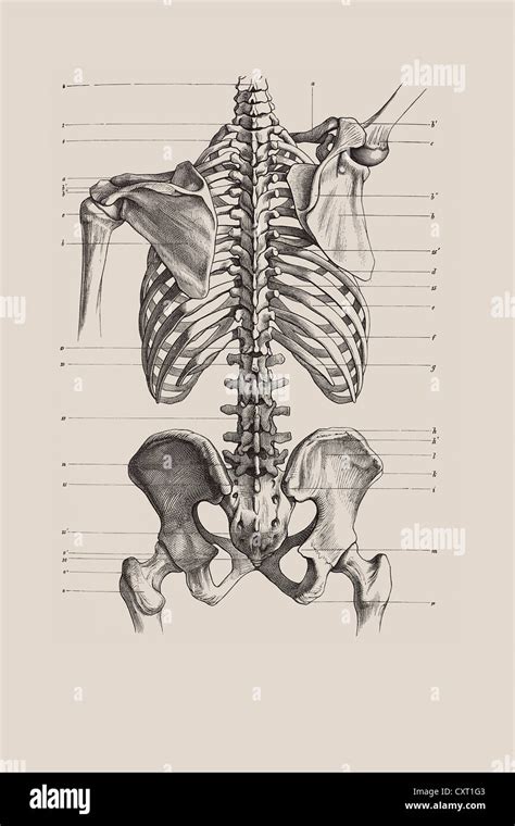 Skeletal Torso Anatomical Illustration Stock Photo Alamy