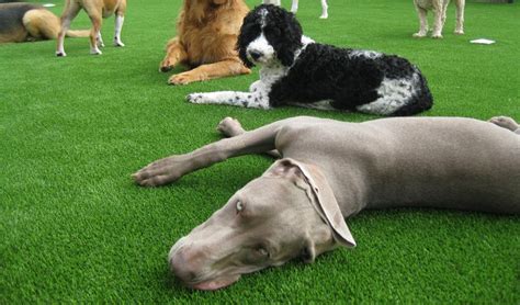 K9 turf proflow polyurethane artificial grass for dogs 4 phase install system if you're a dog owner, planning to invest in artificial grass, it's important that you opt for a pet friendly turf. Synthetic Turf International SoftLawn Pet Turf Dogs K9 ...